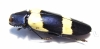 Chrysochroa mniszechi  Thailand - INSECTS-STORE.RU