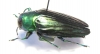 Colobogaster sp.  Peru - INSECTS-STORE.RU