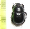 Odontotrypes kryzhanovskyii  China - INSECTS-STORE.RU