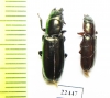Trogossitidae sp.  Peru - INSECTS-STORE.RU