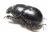 Odontotrypes kryzhanovskyii  China - INSECTS-STORE.RU