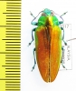 Belionota sp.  Malaysia - INSECTS-STORE.RU