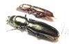 Trogossitidae sp.  Peru - INSECTS-STORE.RU