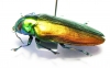 Belionota sp.  Malaysia - INSECTS-STORE.RU