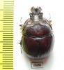 Bolboleaus truncatus, male  Australia - INSECTS-STORE.RU