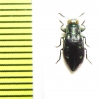 Chrysobothris sp.  Peru - INSECTS-STORE.RU