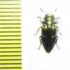 Chrysobothris sp.  Peru - INSECTS-STORE.RU