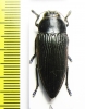 Lampetis foveicollis  Namibia - INSECTS-STORE.RU
