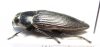 Lampetis foveicollis  Namibia - INSECTS-STORE.RU