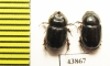 Orphninae sp., pair  India, Kerala - INSECTS-STORE.RU