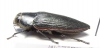 Lampetis foveicollis  Namibia - INSECTS-STORE.RU