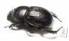 Odontotrypes xue  China - INSECTS-STORE.RU