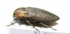 Pseudoperotis subrugosus  Namibia - INSECTS-STORE.RU