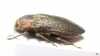 Pseudoperotis subrugosus  Namibia - INSECTS-STORE.RU