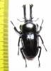 Phalacrognathus muelleri  60mm (14000p) - INSECTS-STORE.RU