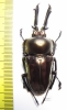Phalacrognathus muelleri  56mm (12000p) - INSECTS-STORE.RU