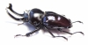 Phalacrognathus muelleri  60mm (14000p) - INSECTS-STORE.RU