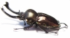 Phalacrognathus muelleri  56mm (12000p) - INSECTS-STORE.RU