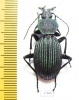 Tefflus viridanus  Tanzania - INSECTS-STORE.RU