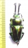 Phalacrognathus muelleri  58mm (12000p) - INSECTS-STORE.RU
