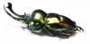 Phalacrognathus muelleri  58mm (12000p) - INSECTS-STORE.RU