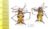 Arachnida sp.  Peru - INSECTS-STORE.RU