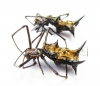 Arachnida sp.  Peru - INSECTS-STORE.RU