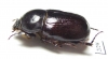 Dynastinae sp.  Zambia - INSECTS-STORE.RU