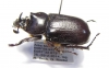 Cyphonistes sp.  Ethiopia - INSECTS-STORE.RU