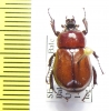 Coelocorynus hiermeieri, male  Ethiopia - INSECTS-STORE.RU
