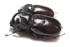 Scapanes australis, pair  Indonesia, Papua 53mm - INSECTS-STORE.RU