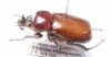 Coelocorynus hiermeieri, male  Ethiopia - INSECTS-STORE.RU