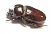 Dynastinae sp.  Ecuador - INSECTS-STORE.RU