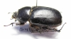 Heteroligus meles, male  Ethiopia - INSECTS-STORE.RU