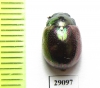 Chrysomelidae sp.  Tanzania - INSECTS-STORE.RU