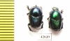 Oniticellus sp.? pair  South Africa Rep. - INSECTS-STORE.RU