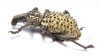 Curculionidae sp.  South Africa Rep. - INSECTS-STORE.RU