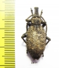 Curculionidae sp.  South Africa Rep. - INSECTS-STORE.RU