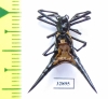 Arachnida sp.  Peru - INSECTS-STORE.RU