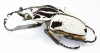 Goliathus goliathus f.quadrimaculatus/striatus, male  Cameroon 90mm - INSECTS-STORE.RU