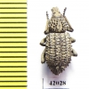 Curculionidae sp.  South Africa Rep. - INSECTS-STORE.RU