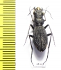Dromica sp., female  South Africa Rep. - INSECTS-STORE.RU