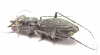 Dromica sp., female  South Africa Rep. - INSECTS-STORE.RU