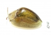 Chrysomelidae sp.  South Africa Rep. - INSECTS-STORE.RU