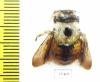 Hymenoptera sp.  Mexico - INSECTS-STORE.RU