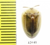 Chrysomelidae sp.  South Africa Rep. - INSECTS-STORE.RU
