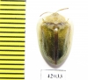 Chrysomelidae sp.  South Africa Rep. - INSECTS-STORE.RU