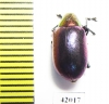 Chrysomelidae sp.  South Africa Rep. - INSECTS-STORE.RU