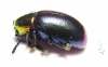 Chrysomelidae sp.  South Africa Rep. - INSECTS-STORE.RU