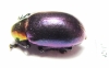Chrysomelidae sp.  South Africa Rep. - INSECTS-STORE.RU